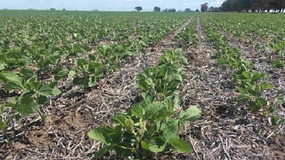 Comenzó la siembra de maíz tardío y soja de segunda