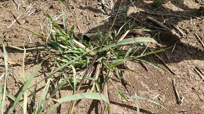 Velocidad y amplio espectro de control en gramíneas