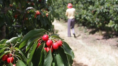 Las cerezas argentinas ingresarán a China