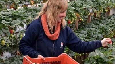 En Santa Fe, producen frutillas sin suelo con buenos resultados