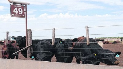 ¿Qué tan importante es validar las nuevas tecnologías en el feedlot?