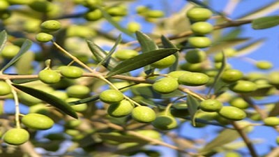 Argentina participó de la 108° sesión del Consejo Oleícola Internacional (COI)