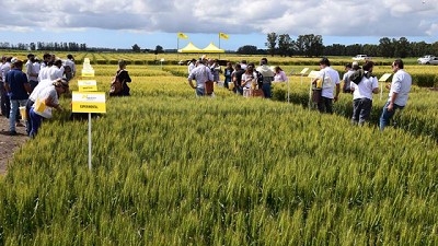 La historia y el futuro del trigo se escriben en La Ballenera