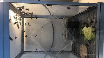 Inauguran laboratorio que aplicará un método inédito para prevenir la tucura en campos de Buenos Aires