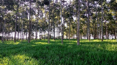 La ley Forestal 25.080 obtuvo media sanción, ¿qué factores se incorporan en esta nueva reforma?; con Pedro Botta - Ministerio de Agroindustria