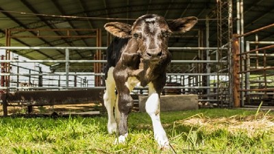 Logran un avance clave en la edición génica de bovinos