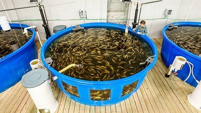 Otro intento para fomentar la Acuicultura