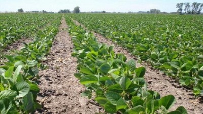 Preocupa el estado de las sojas implantadas - GEA - BCR