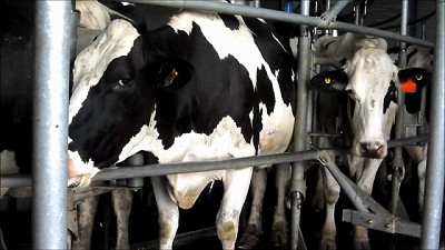 Los tambos sin RENSPA no podrán operar