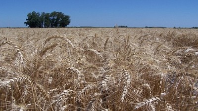 Nueve consejos prácticos para optimizar la cosecha de trigo y cebada