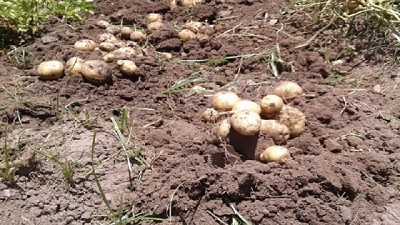 En Tucumán, evalúan variedades de papa para industria