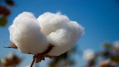 Argentina participó del Comité Consultivo Internacional del Algodón