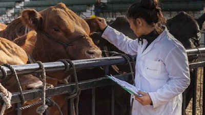 Seamos protagonistas: avisemos al SENASA, si vemos algo raro en enfermedades animales