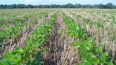 La soja ya va por la revancha: qué hay que tener en cuenta este año para ganar