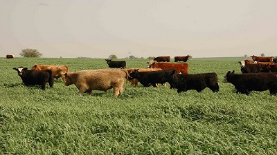 El novillo de exportación se impone en el mercado con una gran performance