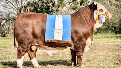 El mejor toro Braford del mundo es cordobés: pertenece a la cabaña La Dominga