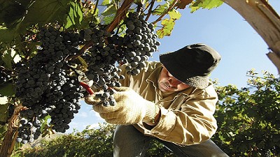 En lo que va del año las exportaciones de vino a granel aumentaron 182,6%