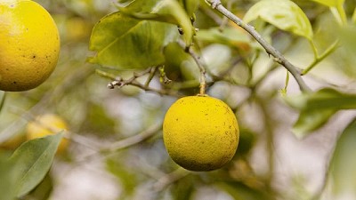 Prevención del HLB: inspección intensiva en localidades de Salta