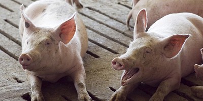 Beneficios de notificar al Senasa las enfermedades de los animales