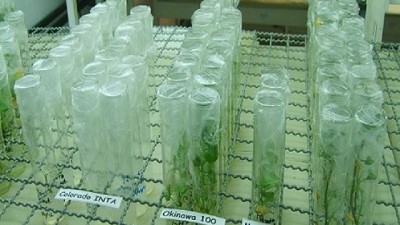 Aprender a resolver problemas fitosanitarios de un modo sostenible