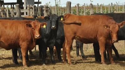 Evalúan el impacto de la dieta en la emisión de gases