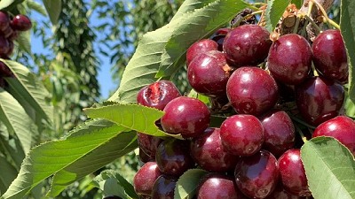 Etchevehere visitó la producción de cerezas en Mendoza