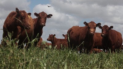 Alertan que bajará el stock si la faena de hembras sigue por encima del 45%