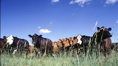 La Provincia de Buenos Aires es parte del Boom Ganadero con 36% más de exportaciones