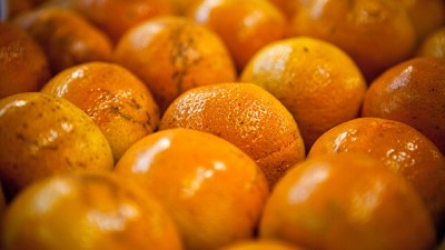 Emitir el Documento de Tránsito Vegetal electrónico será obligatorio y más simple