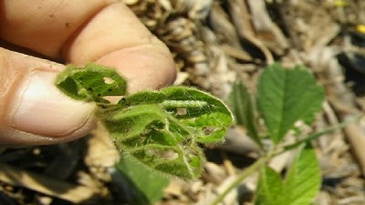 Alerta: detectan isoca bolillera en soja de primera