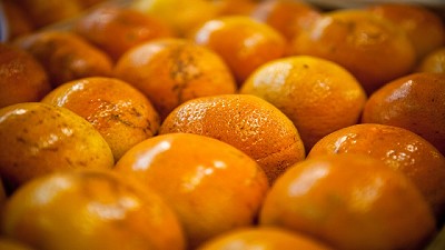 Emitir el Documento de Tránsito Vegetal electrónico será obligatorio y más simple