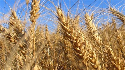 Impacto de la cadena de trigo y cebada en la Provincia de Santa Fe 