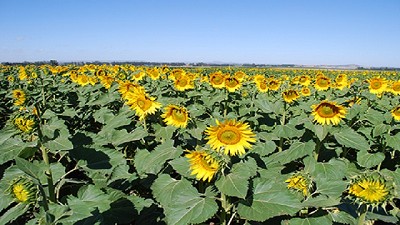El stock mundial de girasol aumentaría a su mayor nivel en una década