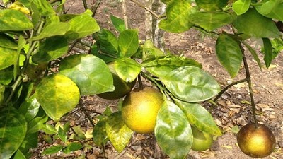 Detección de la bacteria del HLB en ejemplares del insecto vector