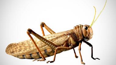 Sorpresa por una extraña invasión de langostas que ataca cultivos