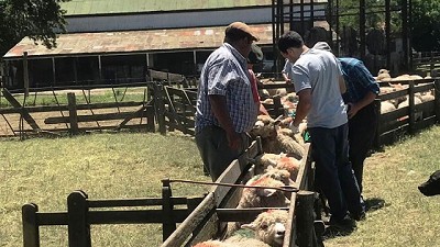 Buenos Aires: en 2018 se destinaron 22 millones de pesos a 60 proyectos ovinos