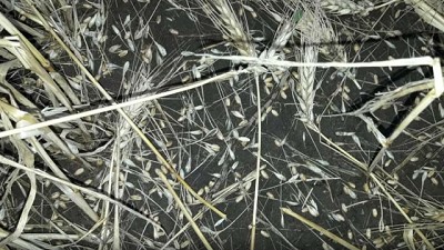 El granizo arrasó trigos a punto de cosechar en el sudoeste bonaerense