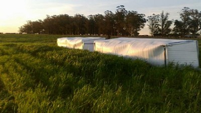 Trigo: diseñan un modelo para estimar el daño por helada