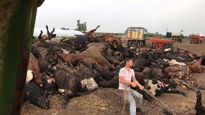 Casi mil animales muertos al sur de Santa Fe ¿por estrés térmico? 