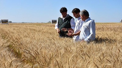 Buenos Aires: esperan un ingreso de U$S 2.580 millones por la cosecha fina