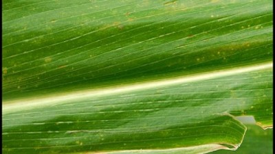 Detectan niveles muy altos de chicharritas en maíz