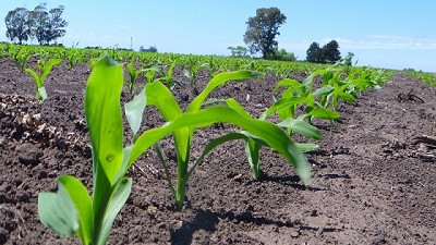 Lluvias muy importantes en Argentina le dan un piso de 40 M Tn a la producción de maíz - GEA - BCR