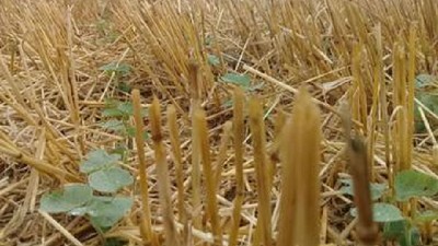 Trigo/soja, la combinación ganadora en el ciclo 2018/2019