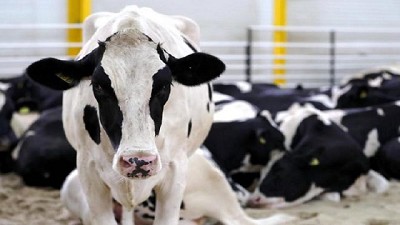 ¿De dónde surgirá la leche de las generaciones futuras?
