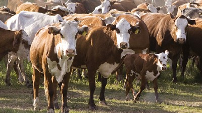 ¿Qué consecuencias tendría la diseminación de enfermedades de los animales?