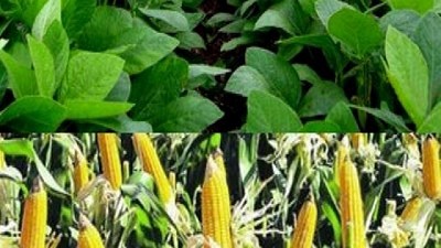 El clima en Sudamérica un factor relevante del mercado, por Lorena R. D´Angelo