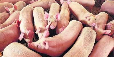 Durante 2018 siguió en aumento la carne porcina importada