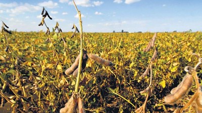 Por qué la palabra transgénico no debería ser una mala palabra