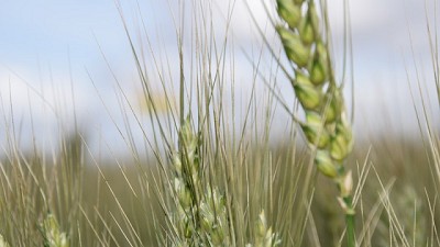 Un trigo a la medida de Córdoba