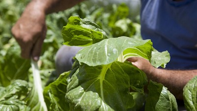 Finalizó la primera etapa de capacitación en Buenas Prácticas Agrícolas para la producción de frutas y hortalizas
